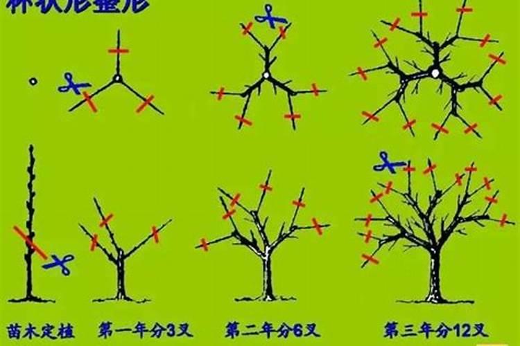 长枝红富士苹果树促花关键技术有哪些