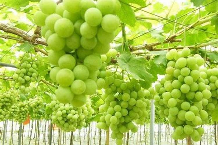火灰可以泡水放肥吗？