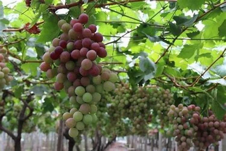 国家对微量元素水溶肥有什么要求