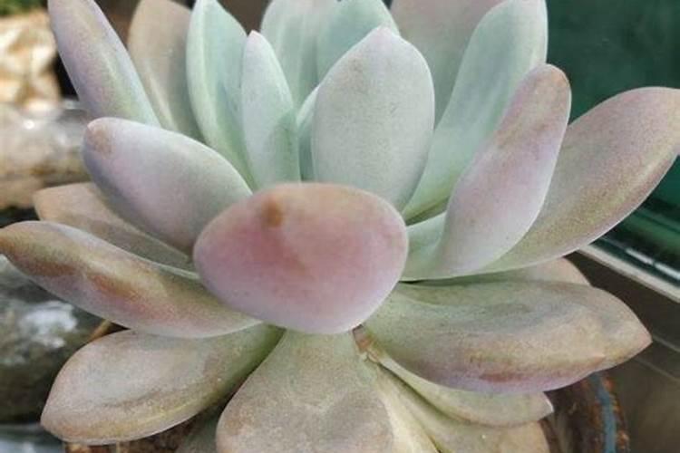多肉植物用什么肥料最好