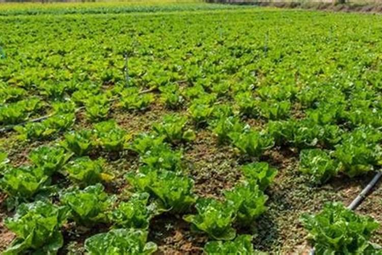 莴笋定植后怎么管理施肥 莴笋病虫害防治