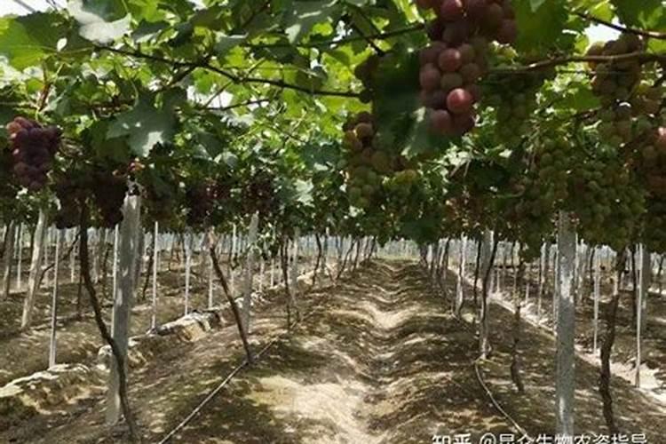 葡萄没有花生米大这时候用膨大剂膨果效果怎么样？