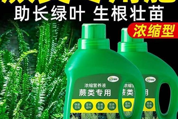 这是什么植物？