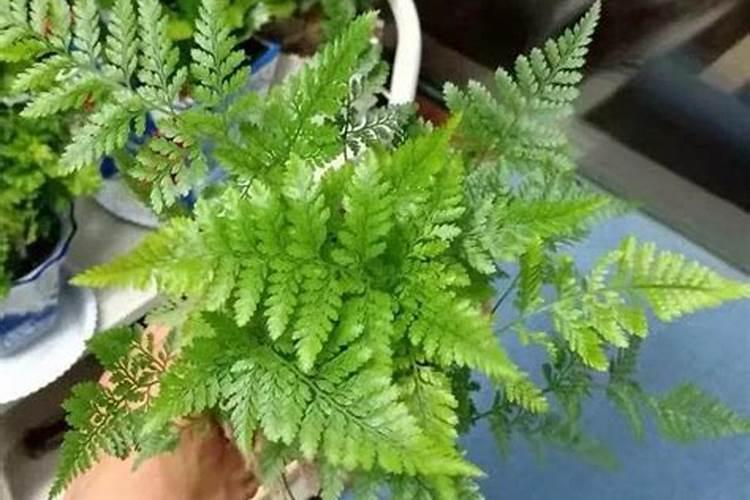 傅氏蕨栽培管理