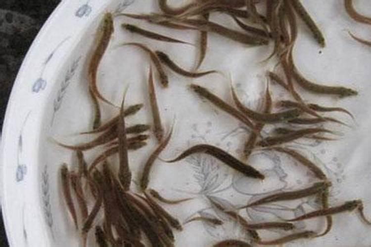 泥鳅养殖注意事项