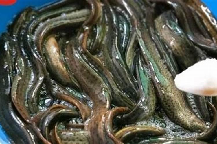 水泥池养泥鳅好吗？水泥池养泥鳅技术