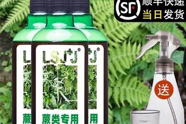 富贵蕨的养殖方法和注意事项