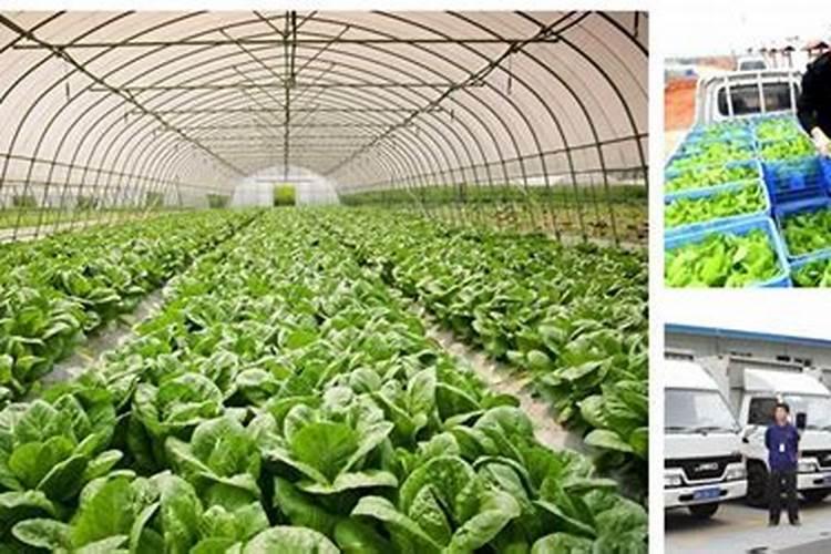 有机蔬菜用什么肥料