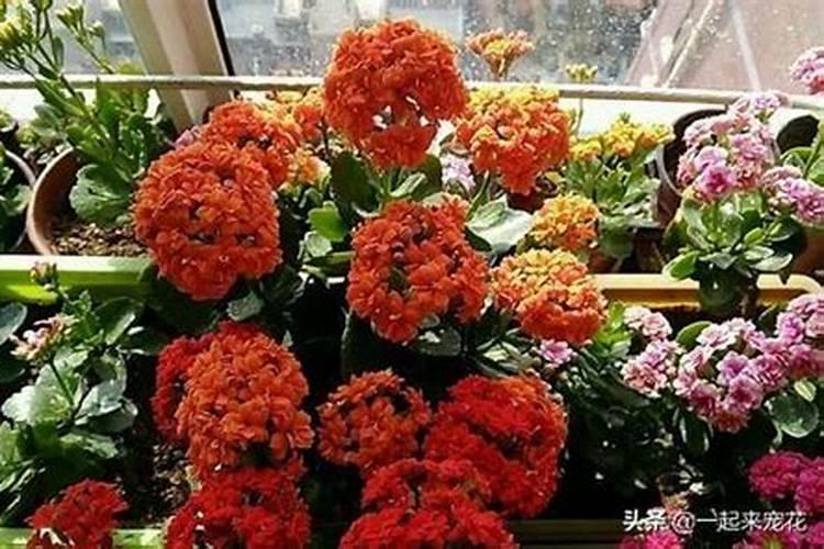 过期酸奶浇花的正确方法