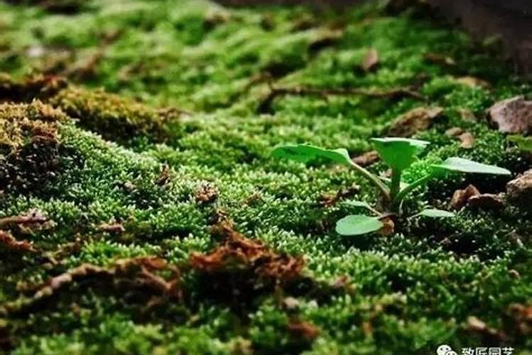 青苔最怕什么肥料？
