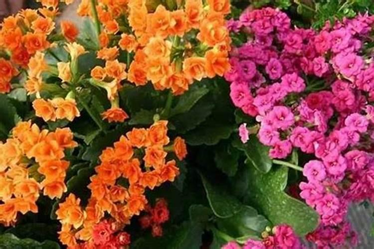长寿花如何施肥 长寿花怎么施肥