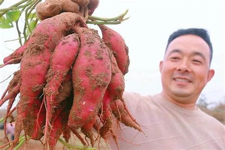 红薯种植几天可以打肥水,主要是打什么肥多少斤/亩？