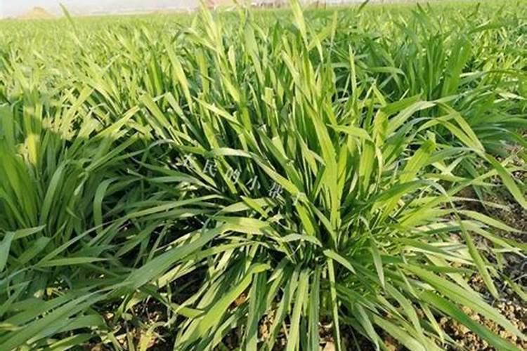 怎样施用硼肥防治小麦不稔症？