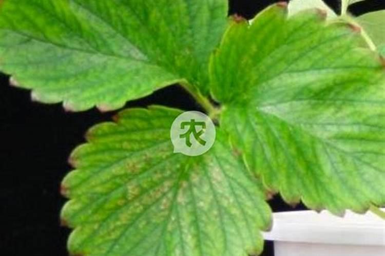 大棚草莓缺N有何表现,该如何解决？