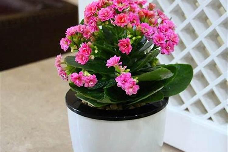 长寿花施什么肥好,长寿花施氮磷钾肥料最好