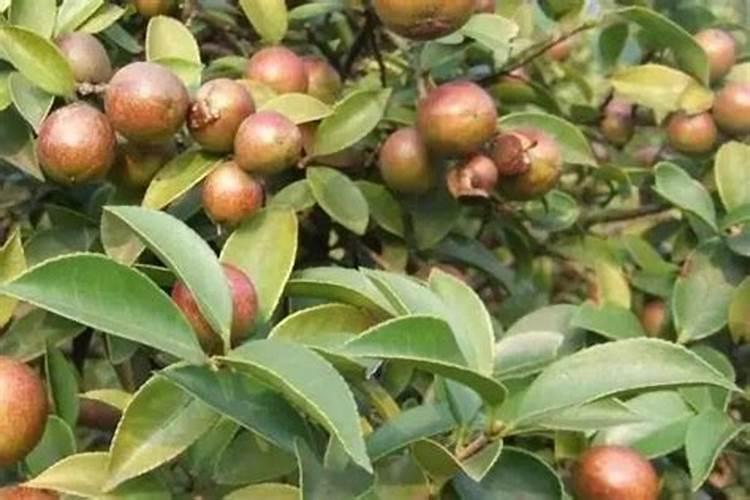 茶园如何使用磷肥？