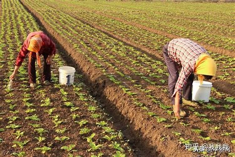 种植魔芋要怎么管理？