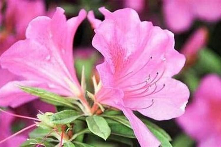 怎么给杜鹃花施肥？