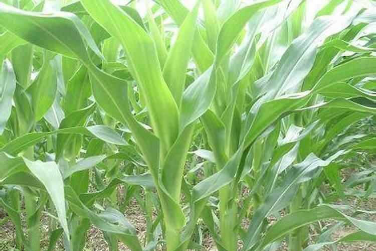 玉米底肥一次性施肥 氮磷钾 各用多少？