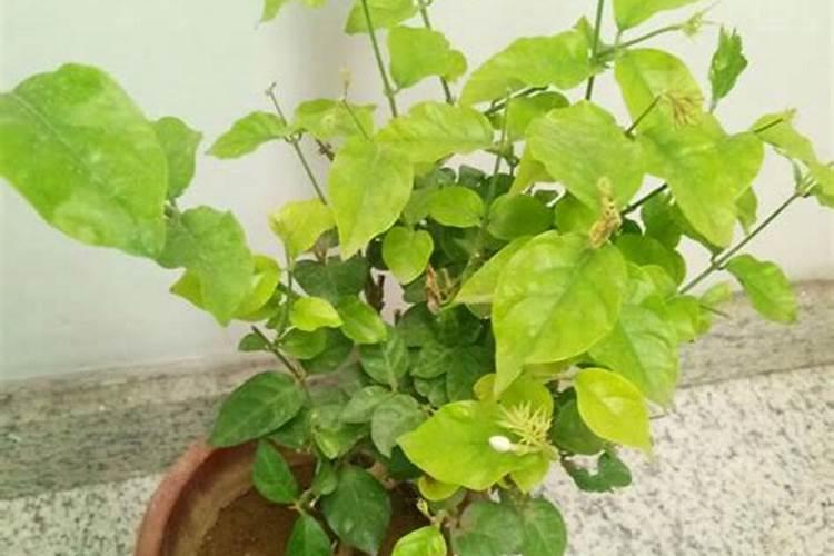 茉莉移栽多久才能施肥