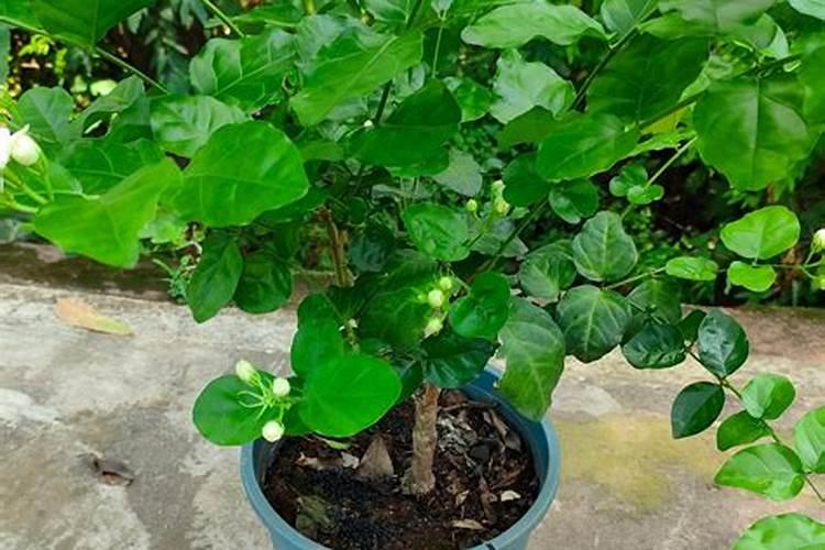 刚栽的茉莉花怎么养