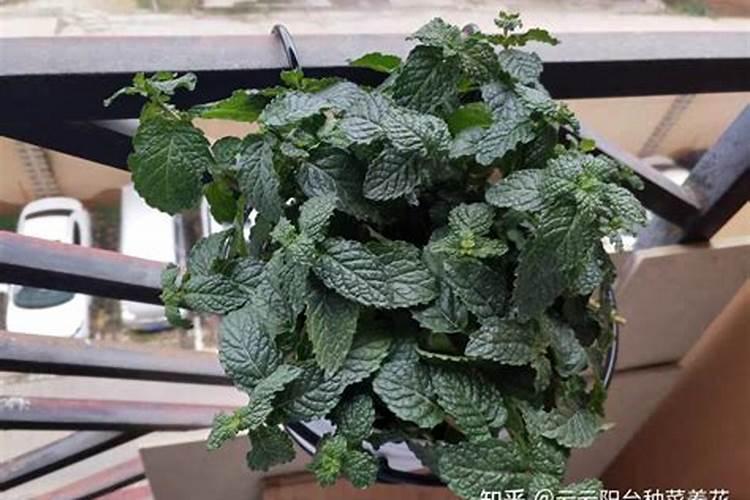 薄荷怎么繁殖？