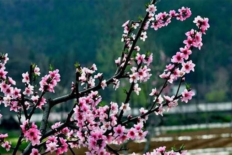 桃花什么时候施肥,桃花盆栽施肥方法