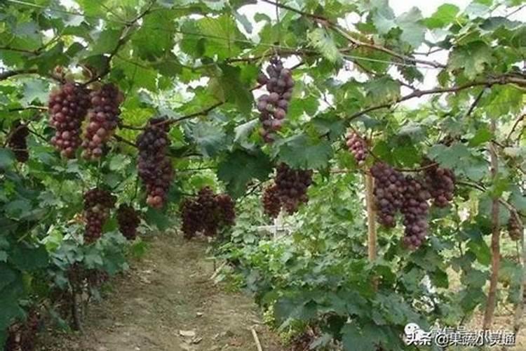 葡萄树施用什么肥料能达到最优效果