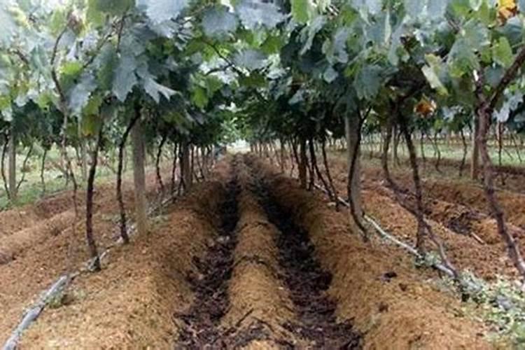 种植葡萄需要什么肥料