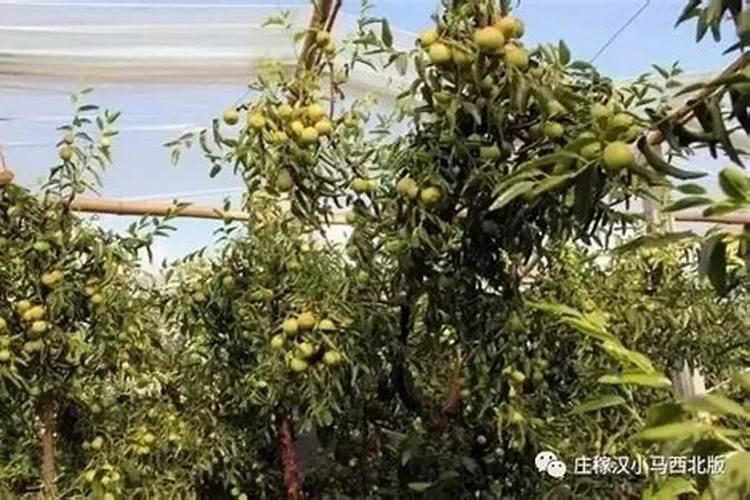冷棚设施冬枣落叶期怎样管理？