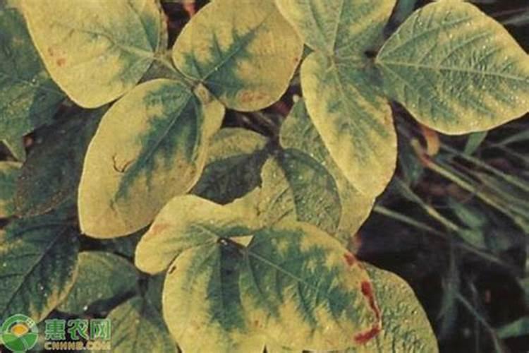 水系的植物叶子黄上什么肥好