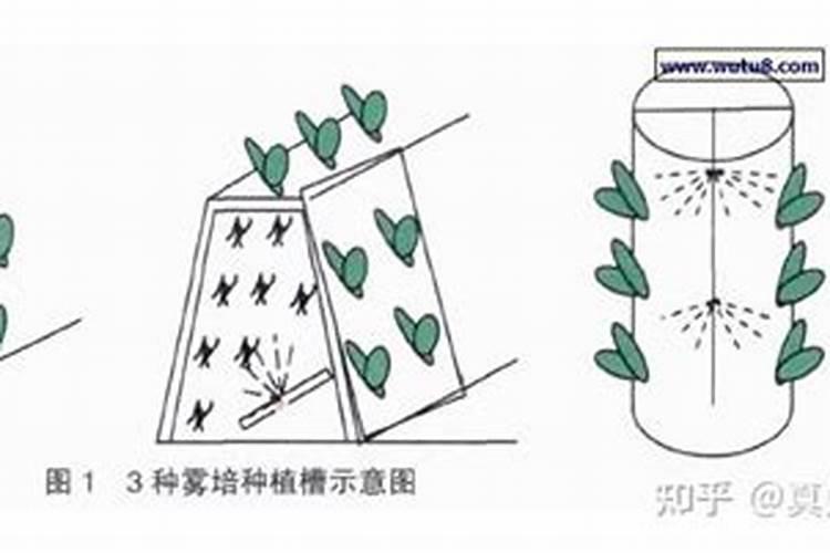 大棚葡萄挂果后如何管理 葡萄养殖方法