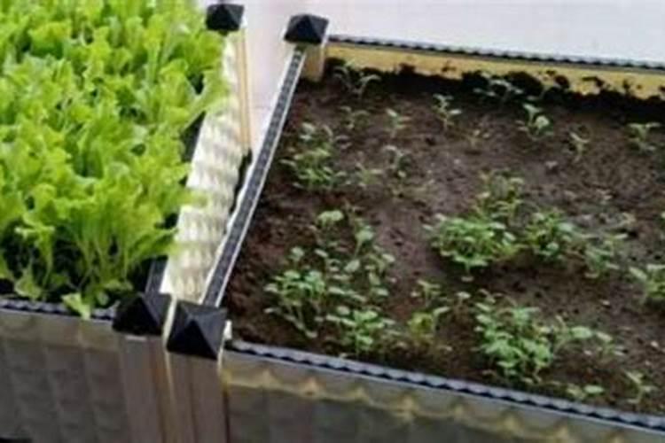 荤香种子可以复合肥同时使用吗？