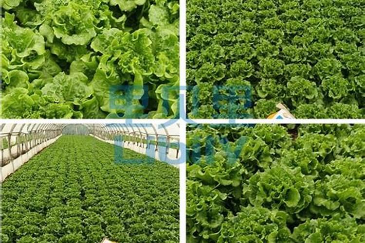 结球生菜在种植的时候,为什么不结球
