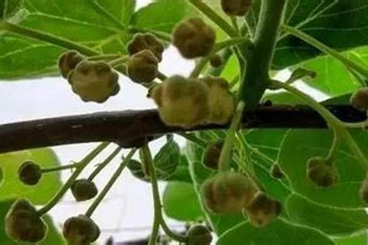 老师,请问猕猴桃授粉结束后果实发青时是用啥肥料？