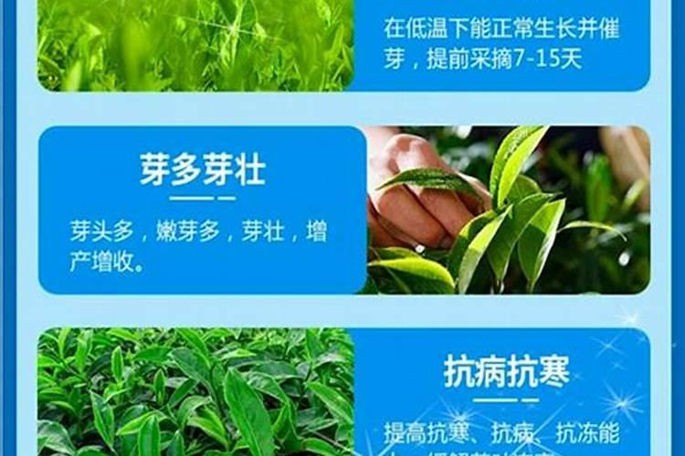 茶树催芽壮芽用什么药最快