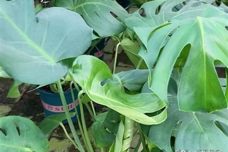 龟背竹浇什么肥料合适