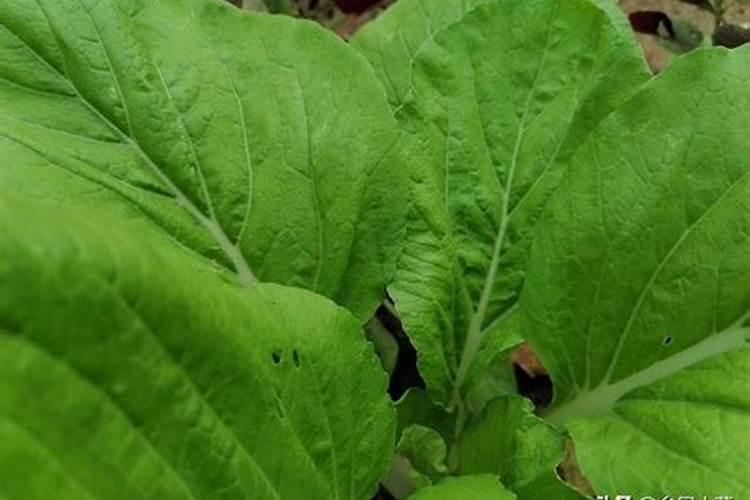 种蔬菜用什么肥料又快又好吃  白菜施什么肥料长得最好