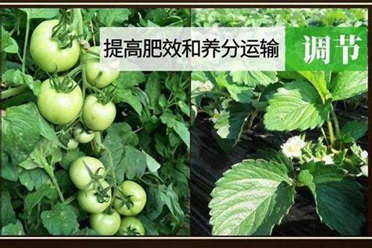 矿院黄腐酸钾在大樱桃上每季最多使用几次