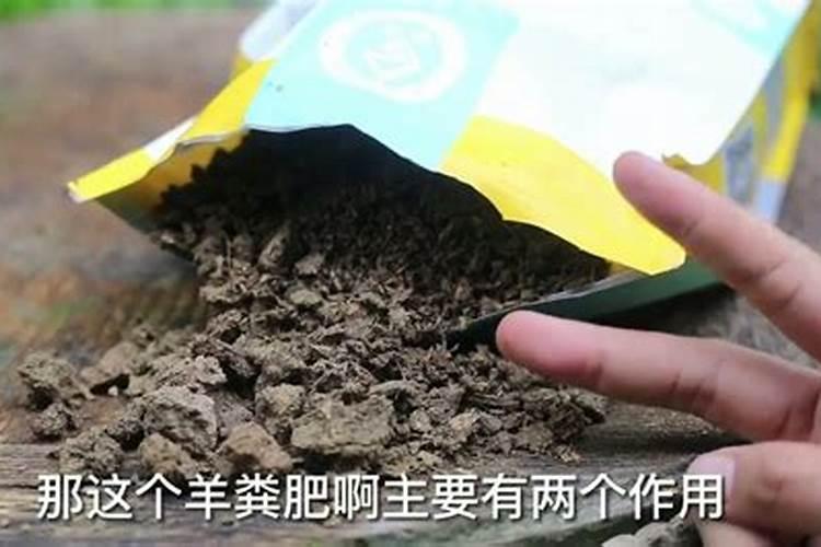 种红薯如何使用钾肥