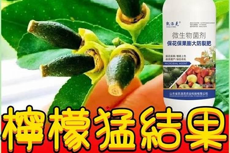 冬天大棚黄瓜施肥浇水尿素跟追好还是喷叶面好？