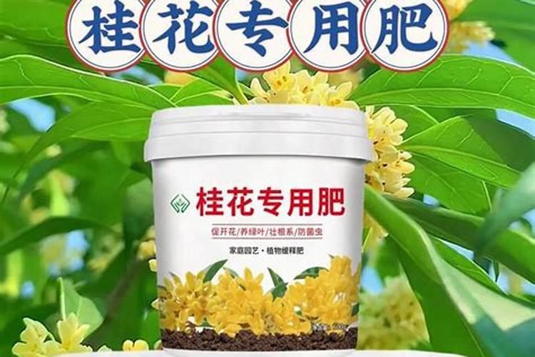 桂花树怎样施肥 桂花树如何施肥