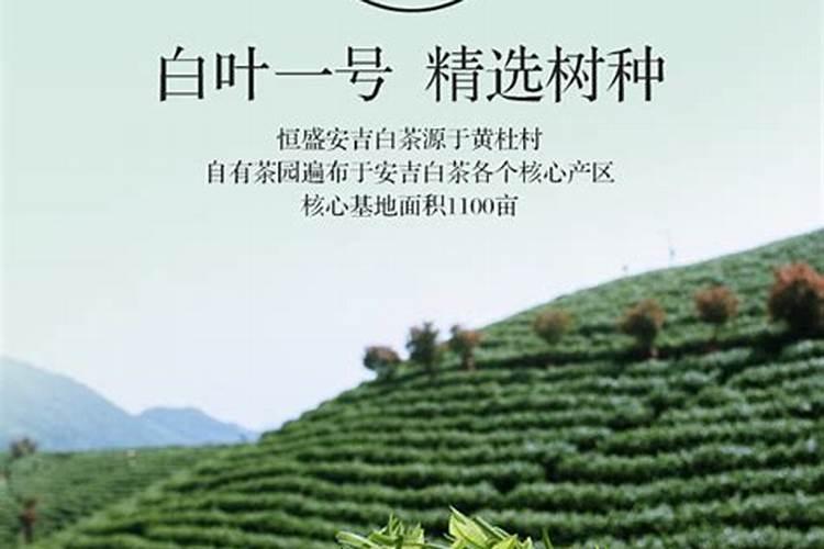 安吉白茶种植:茶园土壤板结的原因、原理及补救