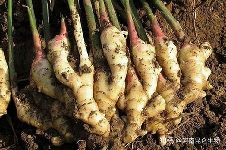 生姜种植三大忌是什么