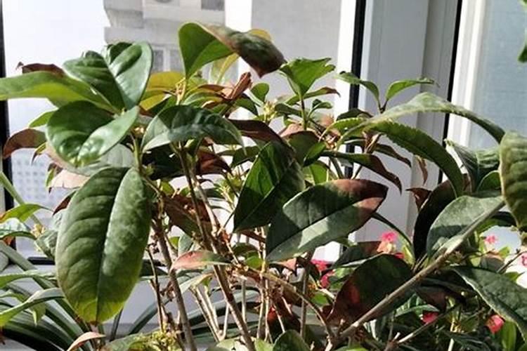 桂花树施什么肥料最好