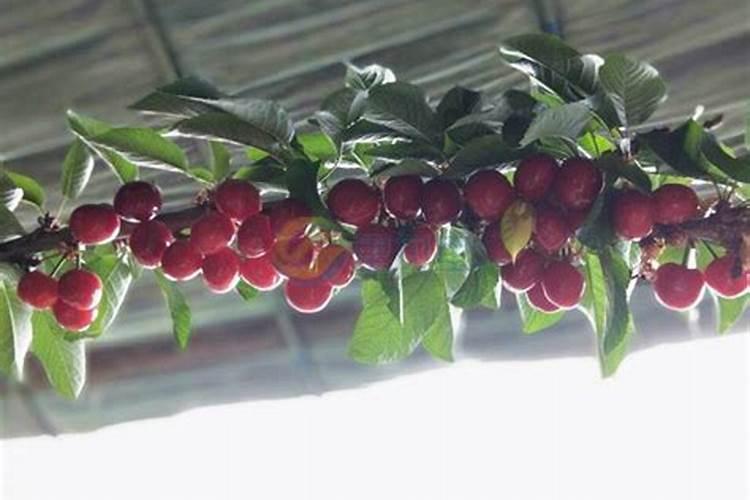 种植大樱桃树需要注意什么？在移栽樱桃苗后应该怎么做？