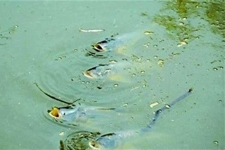 鱼蛋白肥料的缺点