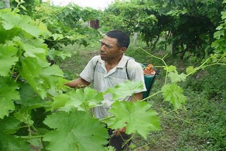 葡萄越夏巧施叶面肥 杀灭食叶性害虫就用30%敌百虫 更专业
