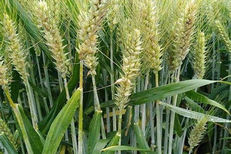 小麦用什么含量的复合肥