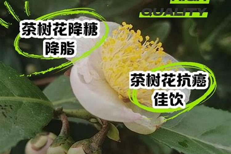 茶叶施磷肥选什么肥